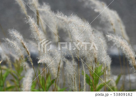 美しく輝く「チガヤ」 53809162