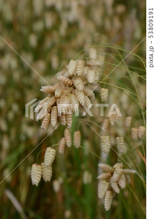 コバンソウ（小判草） 53809191