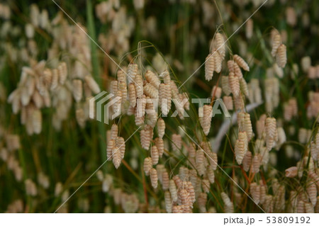 コバンソウ（小判草） 53809192