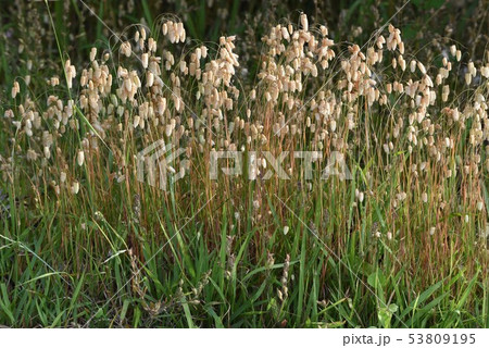 コバンソウ（小判草） 53809195