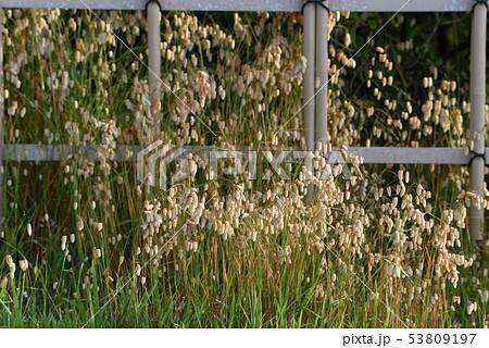 コバンソウ（小判草） 53809197