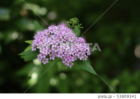 紫陽花 紫陽花 53809341
