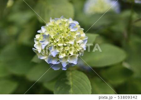 紫陽花 紫陽花 53809342