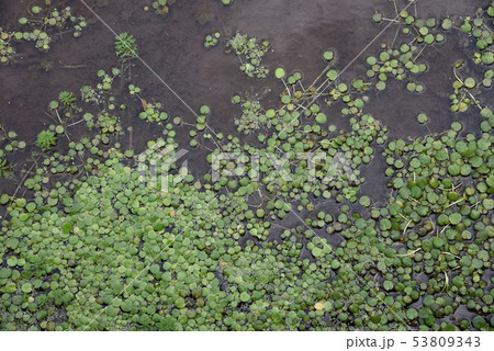 浮遊植物・アマゾントチカガミ 浮遊植物・アマゾントチカガミ 53809343