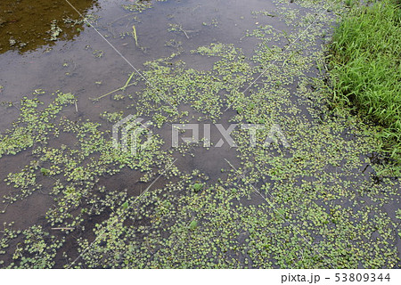 浮遊植物・アマゾントチカガミ 53809344