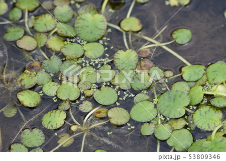 浮遊植物・アマゾントチカガミ 53809346
