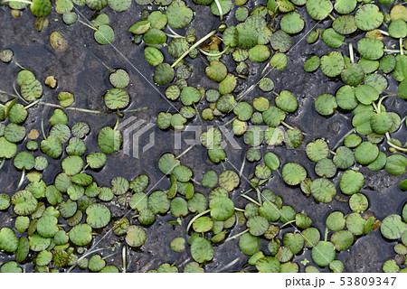 浮遊植物・アマゾントチカガミ 浮遊植物・アマゾントチカガミ 53809347