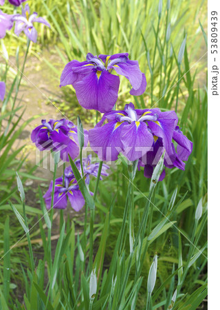 三渓園の花菖蒲（横浜市中区） 53809439