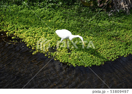 オオフサモ（大房藻） 53809497