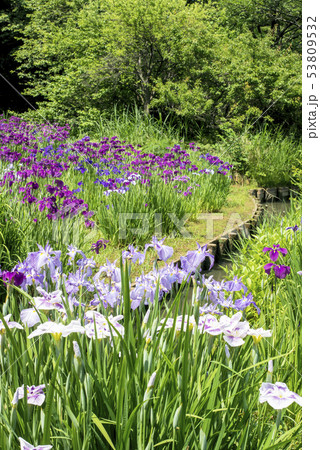 三渓園の花菖蒲（横浜市中区） 53809532