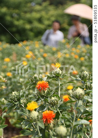 ベニバナ ベニバナ 53809535
