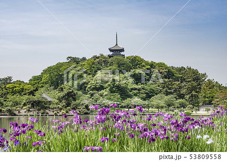 三渓園の花菖蒲（横浜市中区） 53809558