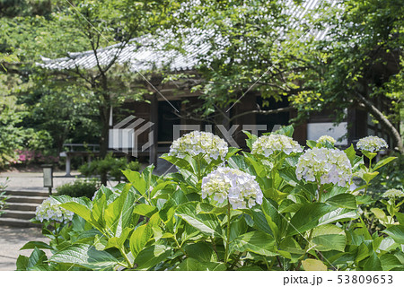 三渓園の紫陽花(横浜市中区) 三渓園の紫陽花(横浜市中区) 53809653