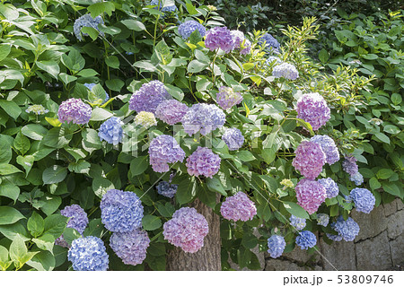 三渓園の紫陽花（横浜市中区） 53809746