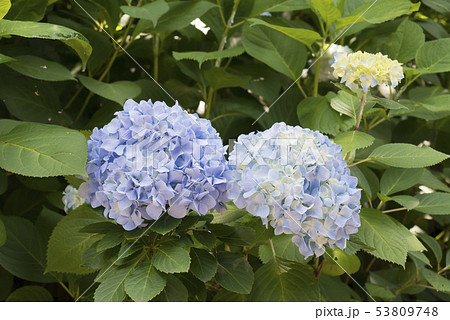 三渓園の紫陽花（横浜市中区） 53809748