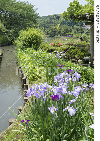 三渓園の花菖蒲（横浜市中区） 53809786