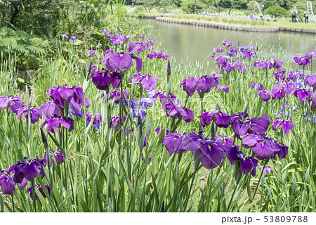 三渓園の花菖蒲（横浜市中区） 53809788