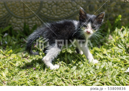 A small cute black and white kitten walking on 53809836