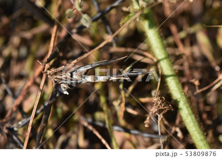 カラスノエンドウ・・ヤハズエンドウのタネ カラスノエンドウ・・ヤハズエンドウのタネ 53809876