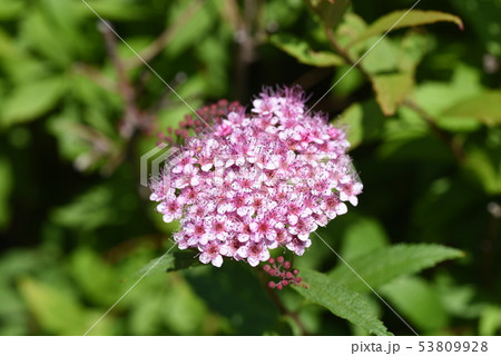 シモツケの花 53809928