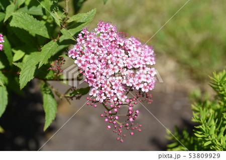 シモツケの花 シモツケの花 53809929