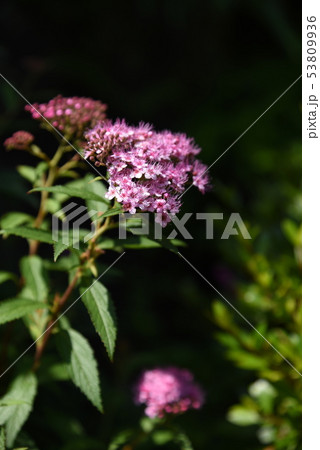 シモツケの花の写真素材