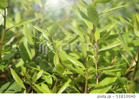 月桂樹の若葉 53810040