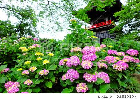 あじさい寺　熊谷能護寺 53810107