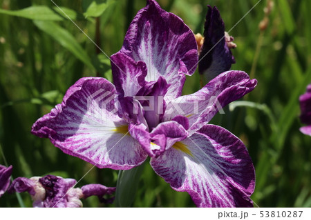 初夏のアヤメ 53810287