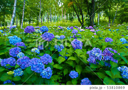 高原に咲く紫陽花 高原に咲く紫陽花 53810869