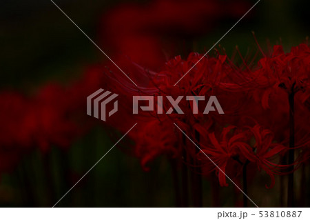 彼岸花 彼岸花 53810887