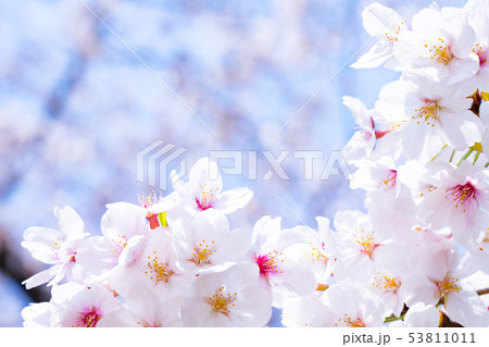 桜 53811011