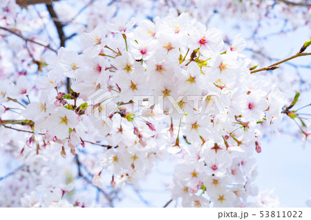 桜 53811022