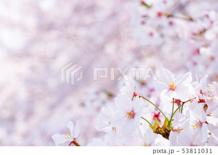桜 53811031