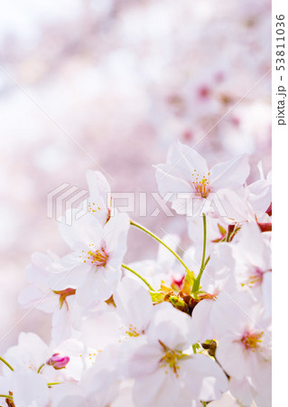 桜 53811036