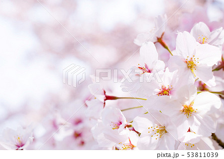 桜 53811039