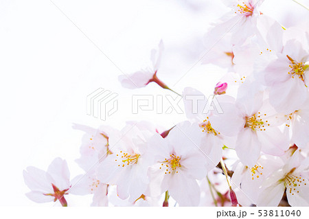 桜 53811040