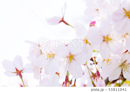桜 53811041