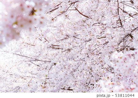 桜 53811044