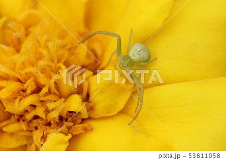 コハナグモ03 53811058