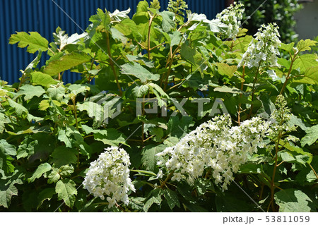 カシワバアジサイ（柏葉紫陽花） 53811059