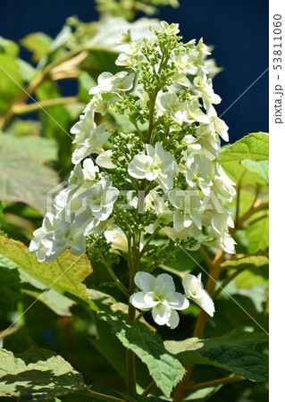 カシワバアジサイ（柏葉紫陽花） 53811060