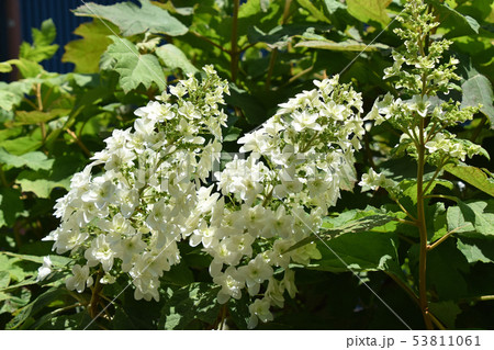 カシワバアジサイ（柏葉紫陽花） 53811061