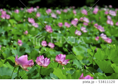 ハスの花畑 53811120