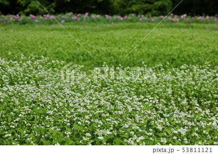 花咲くソバ畑にハスの花畑 花咲くソバ畑にハスの花畑 53811121