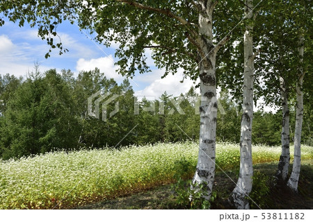 花咲くソバ畑に白樺の木々 53811182