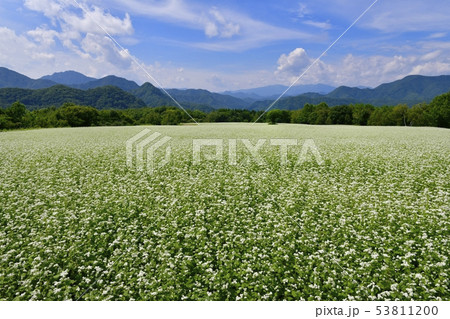 花咲くソバ畑に南会津の山々と雲 花咲くソバ畑に南会津の山々と雲 53811200