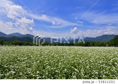 花咲くソバ畑に南会津の山々と雲 花咲くソバ畑に南会津の山々と雲 53811201