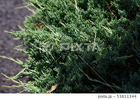 ハイビャクシン(這柏槇) ハイビャクシン(這柏槇) 53811344