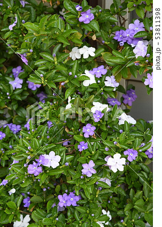 ニオイバンマツリ8匂蕃茉莉) ニオイバンマツリ8匂蕃茉莉) 53811398